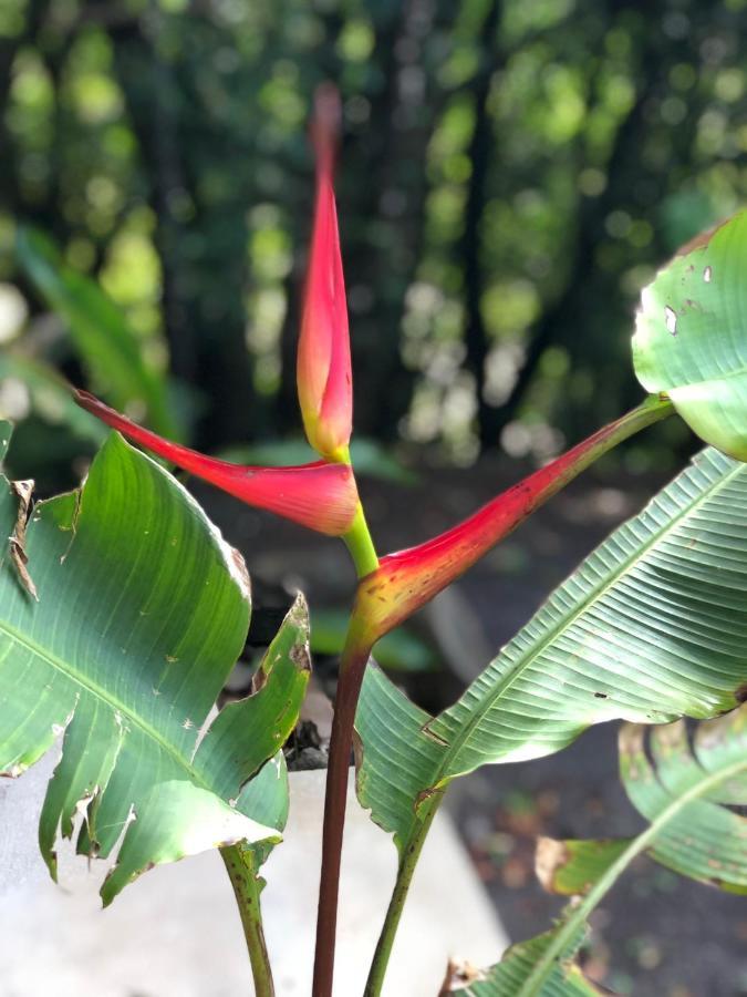 Cantos Del Bosque Monteverde Eksteriør billede