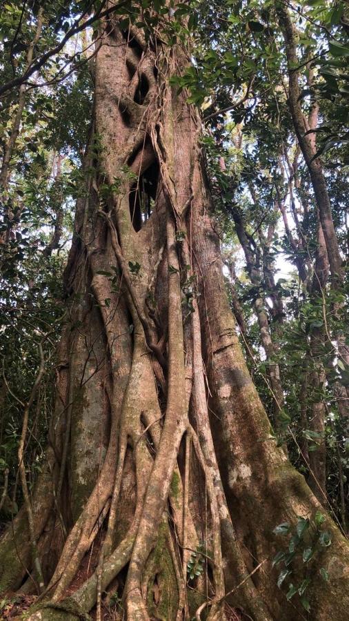 Cantos Del Bosque Monteverde Eksteriør billede