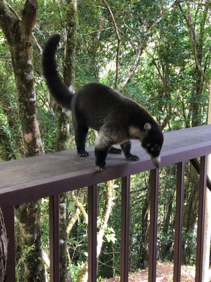 Cantos Del Bosque Monteverde Eksteriør billede